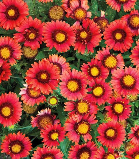 Gaillardia aristata 'Arizona Red Shades'